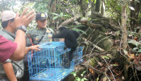 Puluhan Satwa Liar Jenis Primata Dilepasliarkan di TNBS